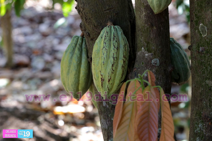 Pacayita: Uno de los cacaos m&aacute;s exquisitos de Nicaragua